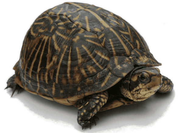 Query Optimization